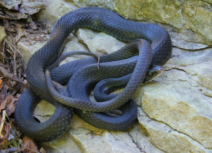 Black Racer